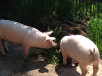 Unsere Schweine